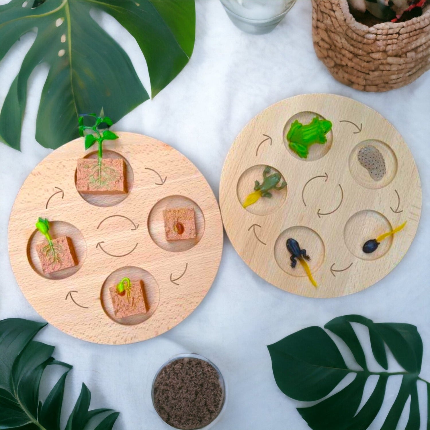 Double-Sided Wooden Life Cycle Board