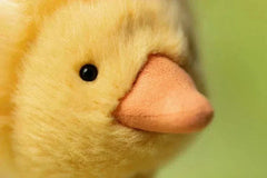 Duckling Plush Toy – 26 cm - Waydiy